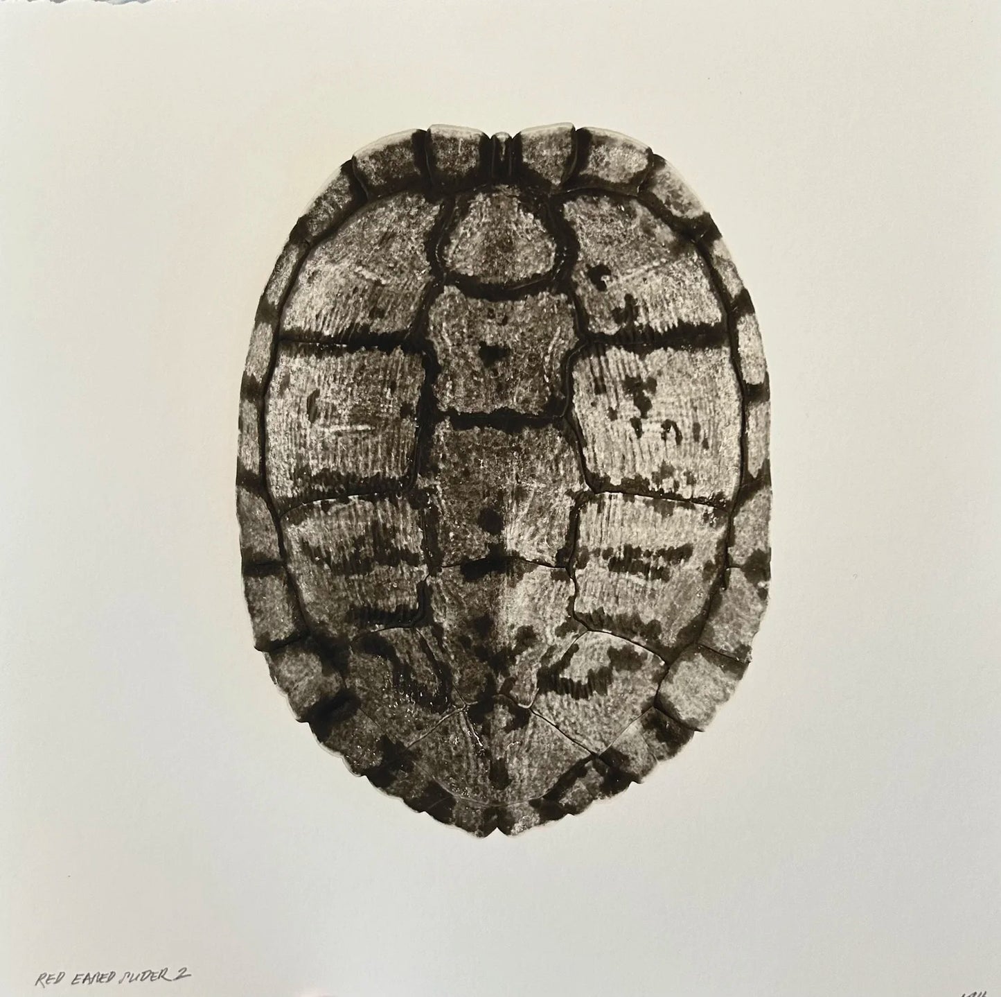 Red Eared Slider 2