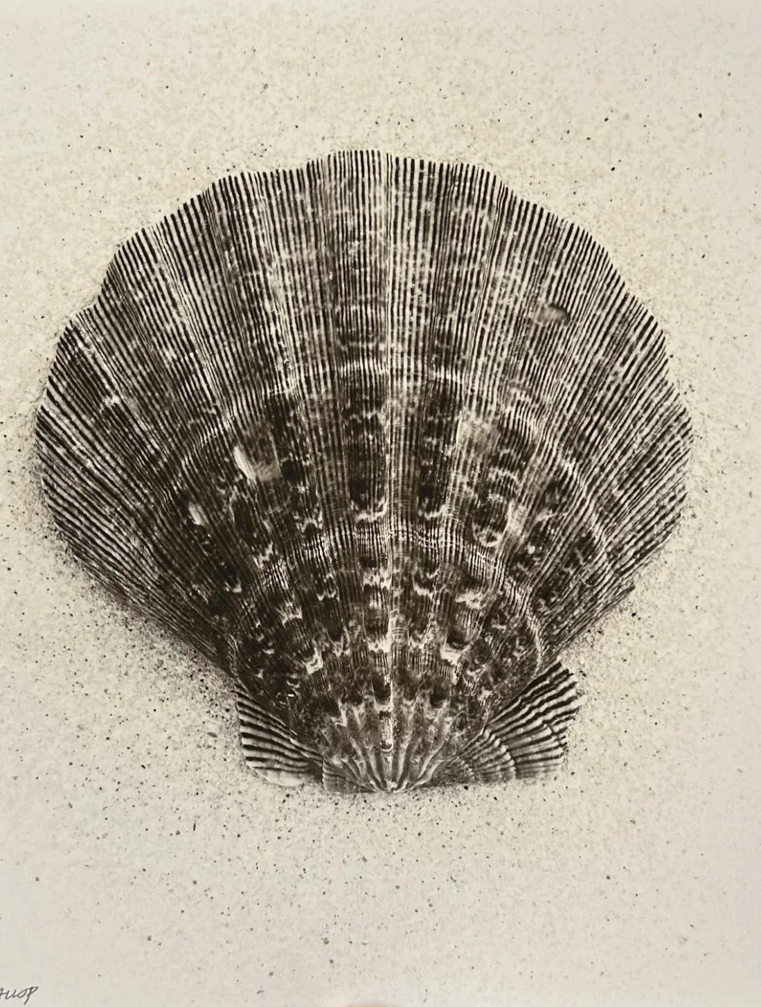 Queen Scallop