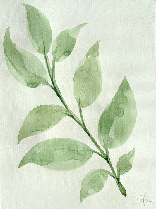 Big Leafy Green 1