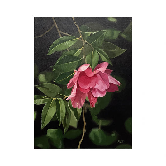 Camellia