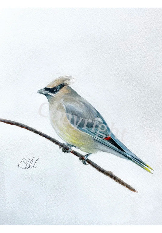 Cedar Wax Wing 2