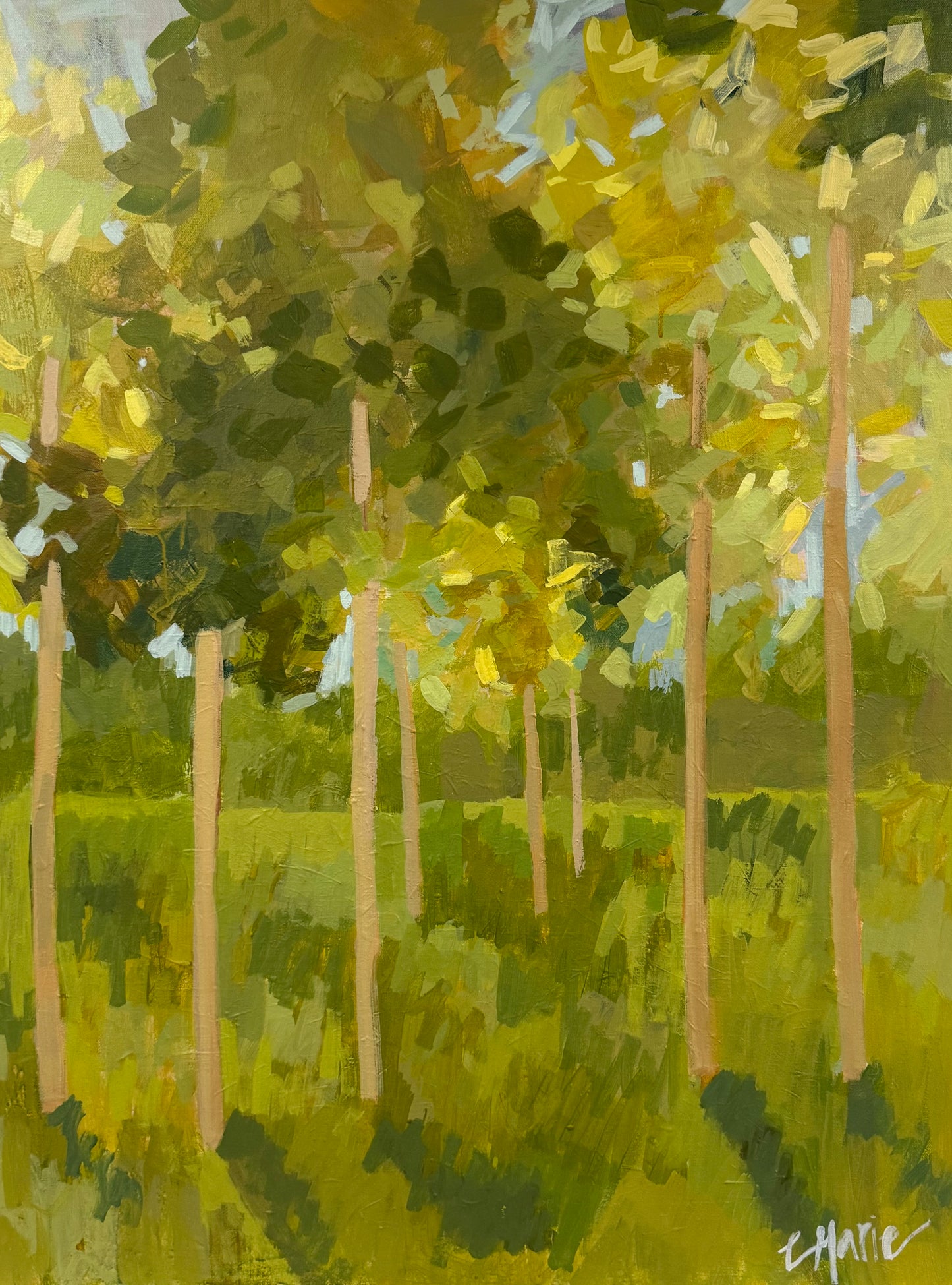 Birch Trees 2