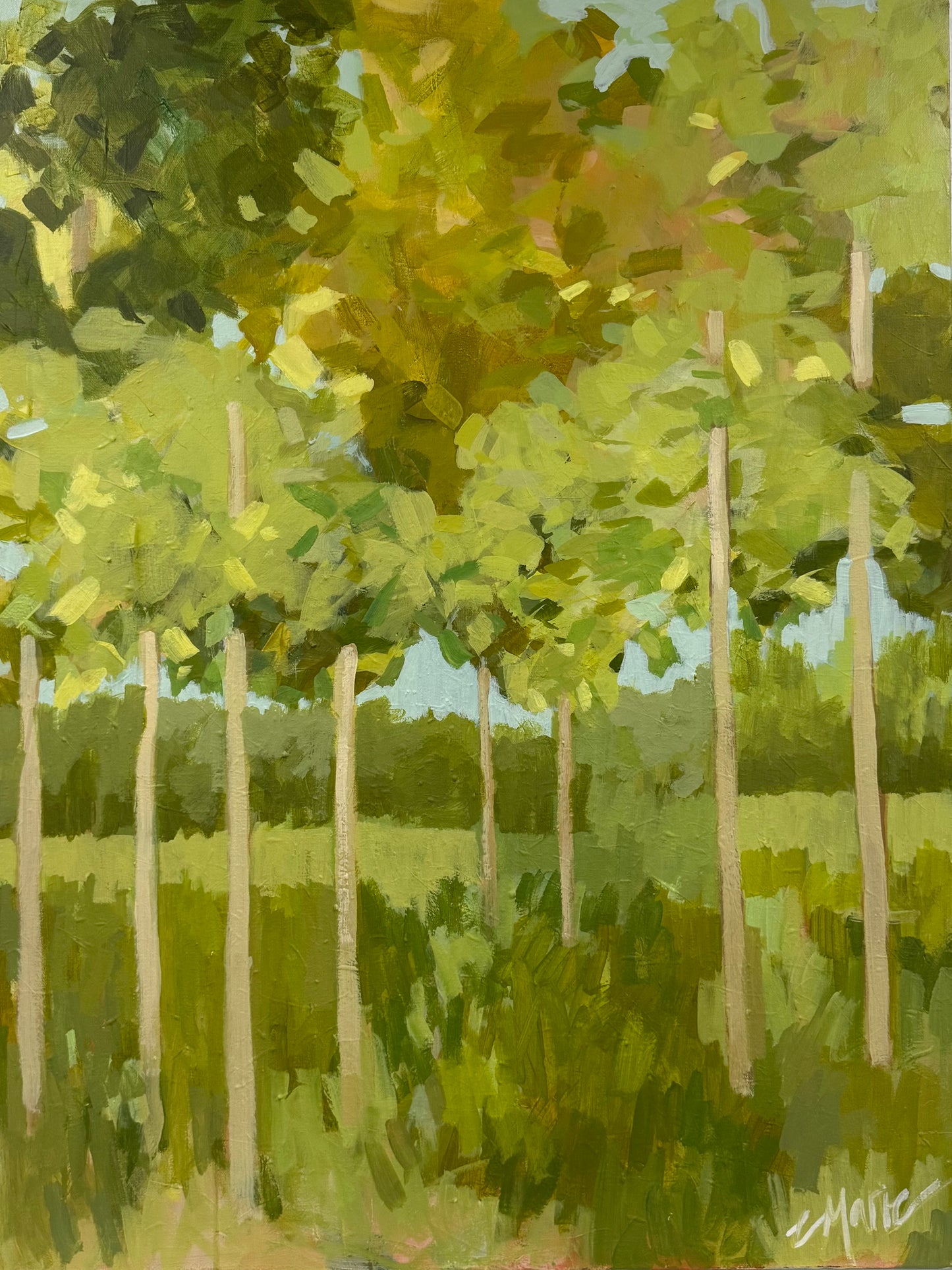 Birch Trees 1