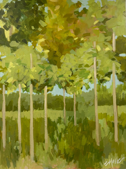 Birch Trees 1