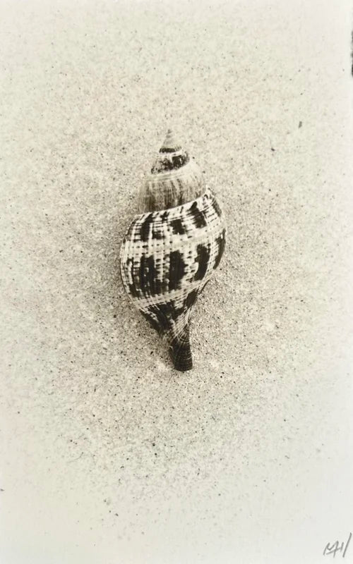Sea Shell Small