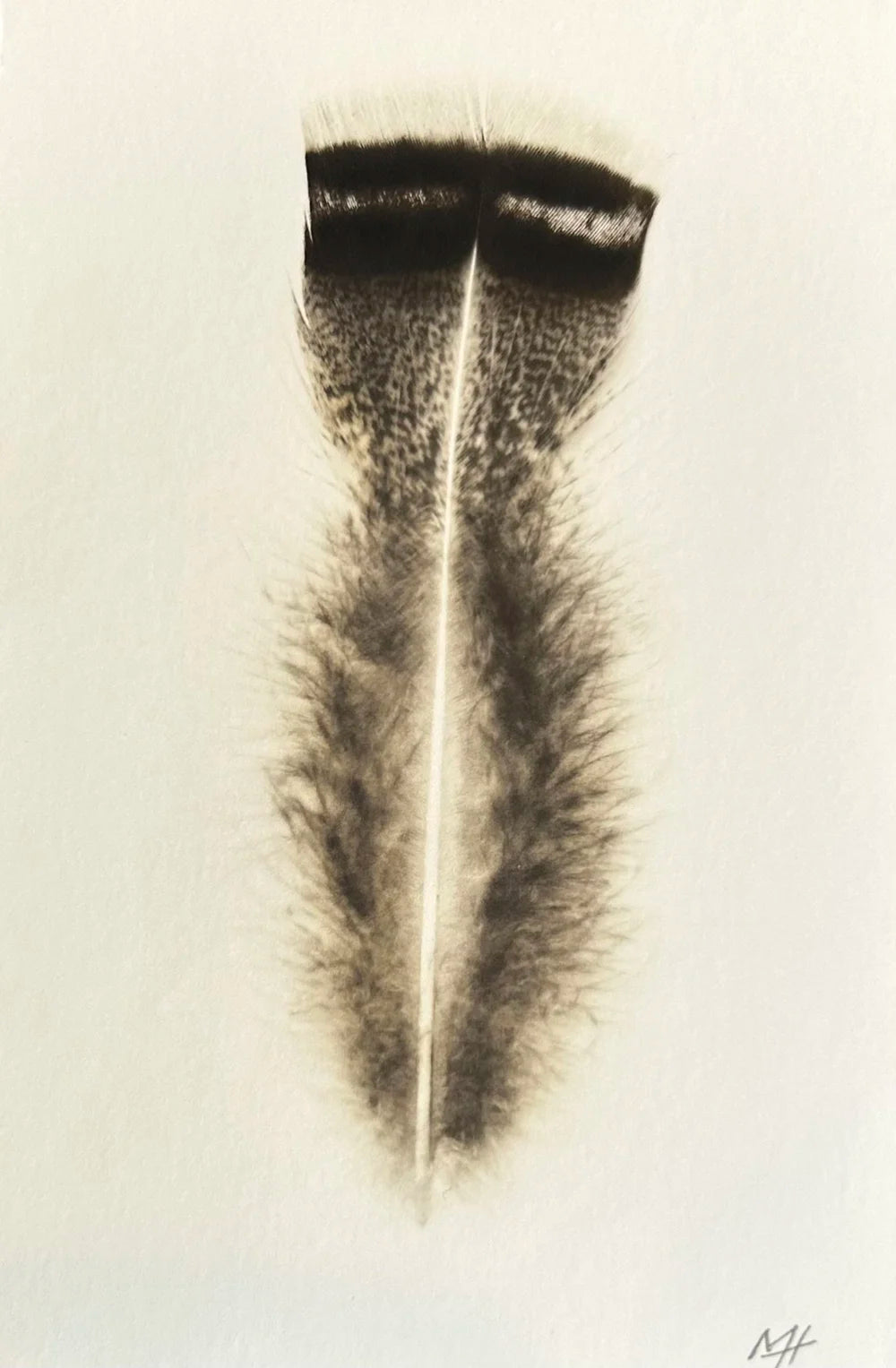 Fluffy Feather
