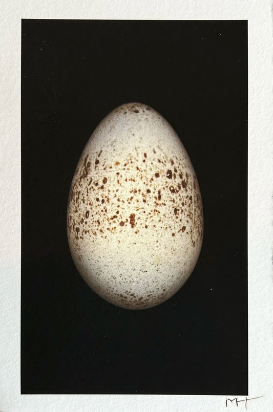 Big Egg Small