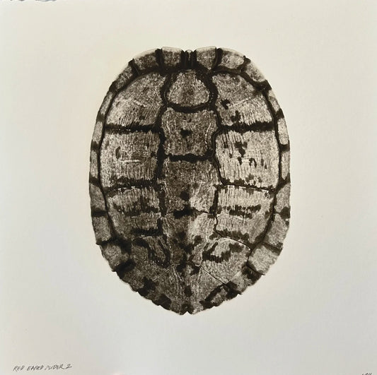 Red Eared Slider 2