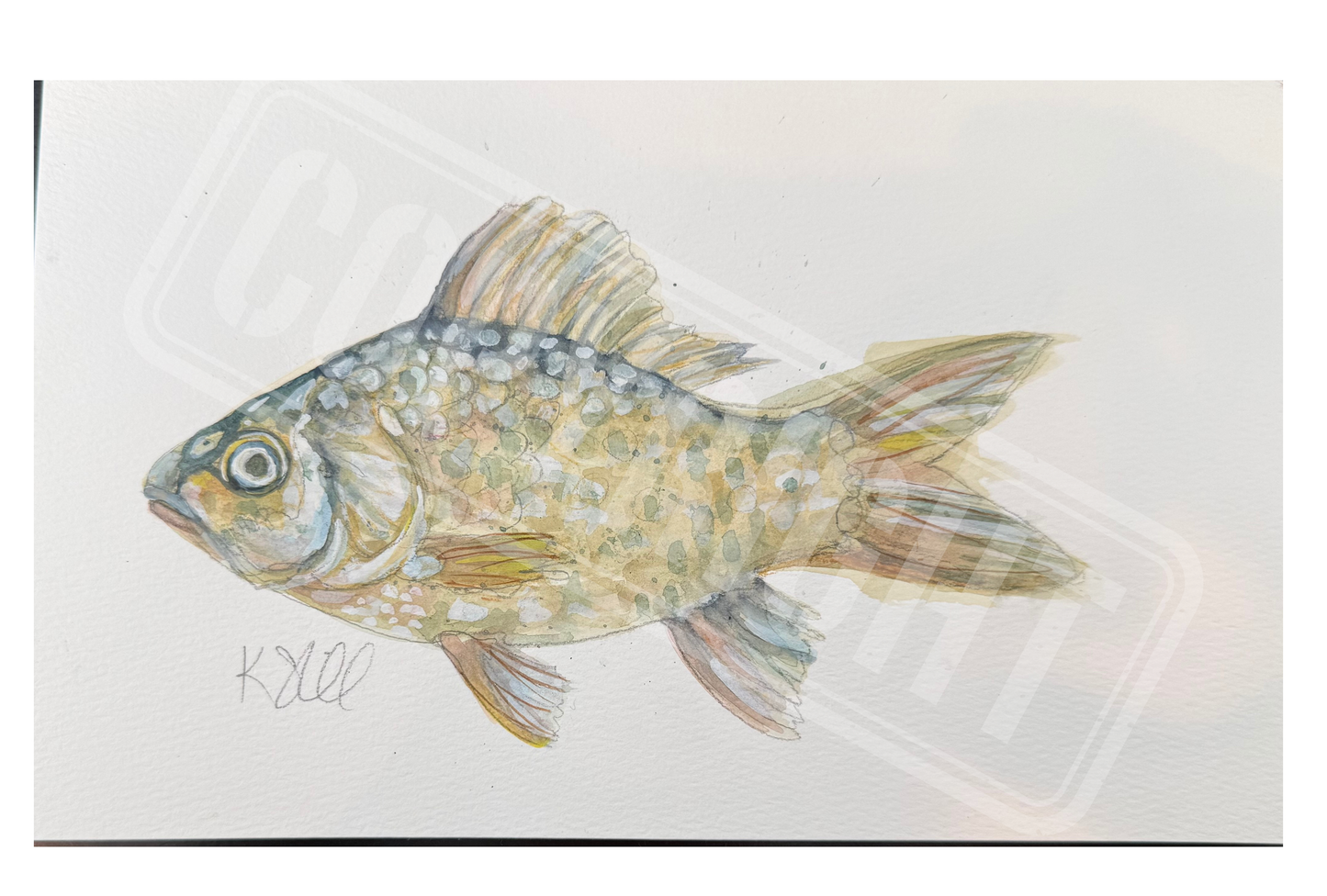 Fish