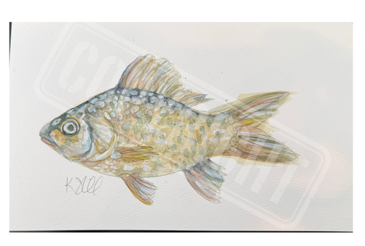 Fish