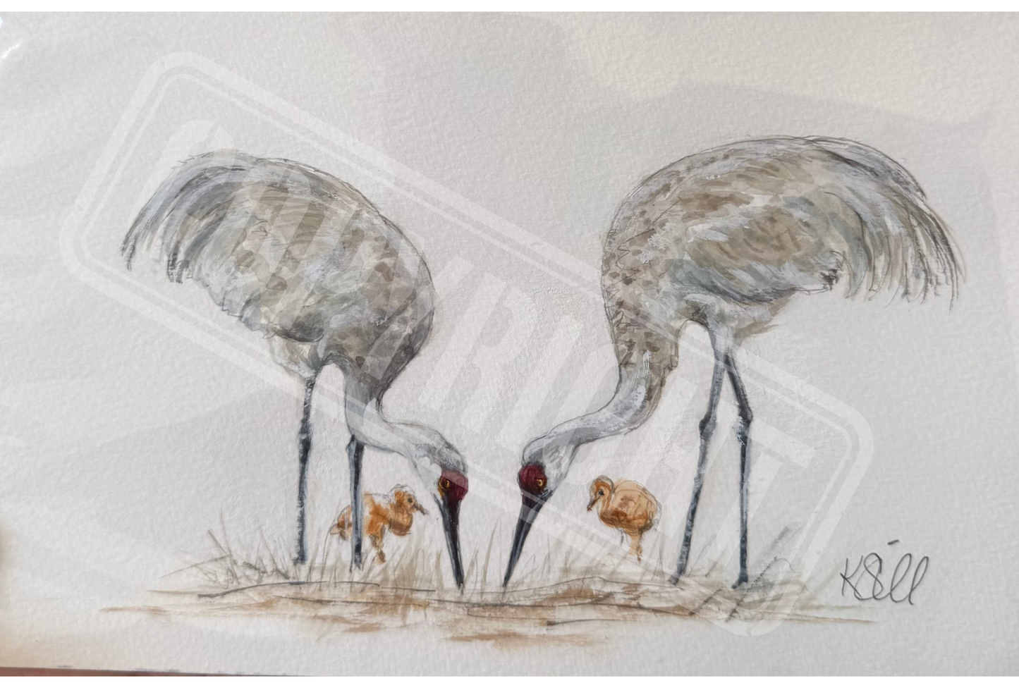 Bird Family