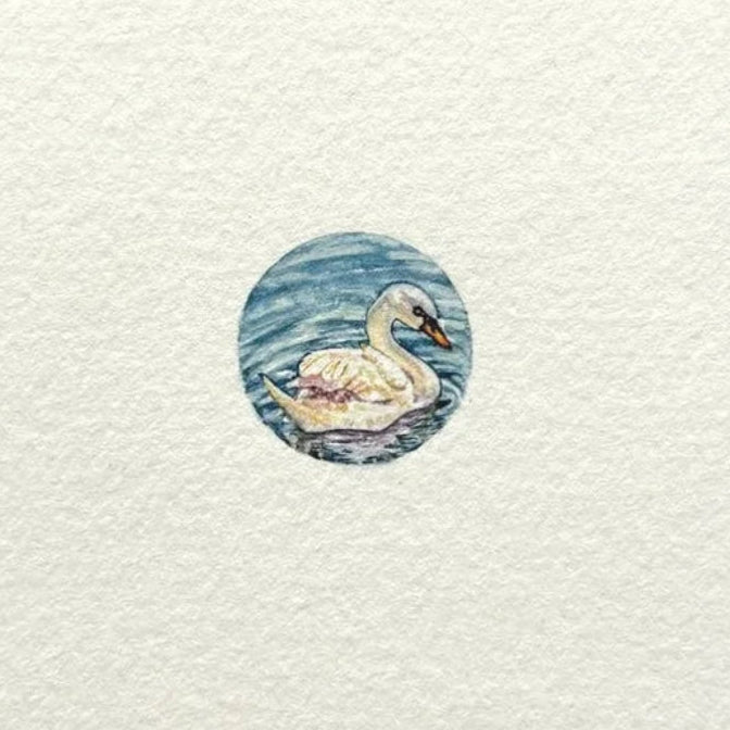 Swan